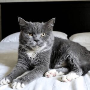 Familia, solo cambié de lugar, mi ronroneo sigue con ustedes